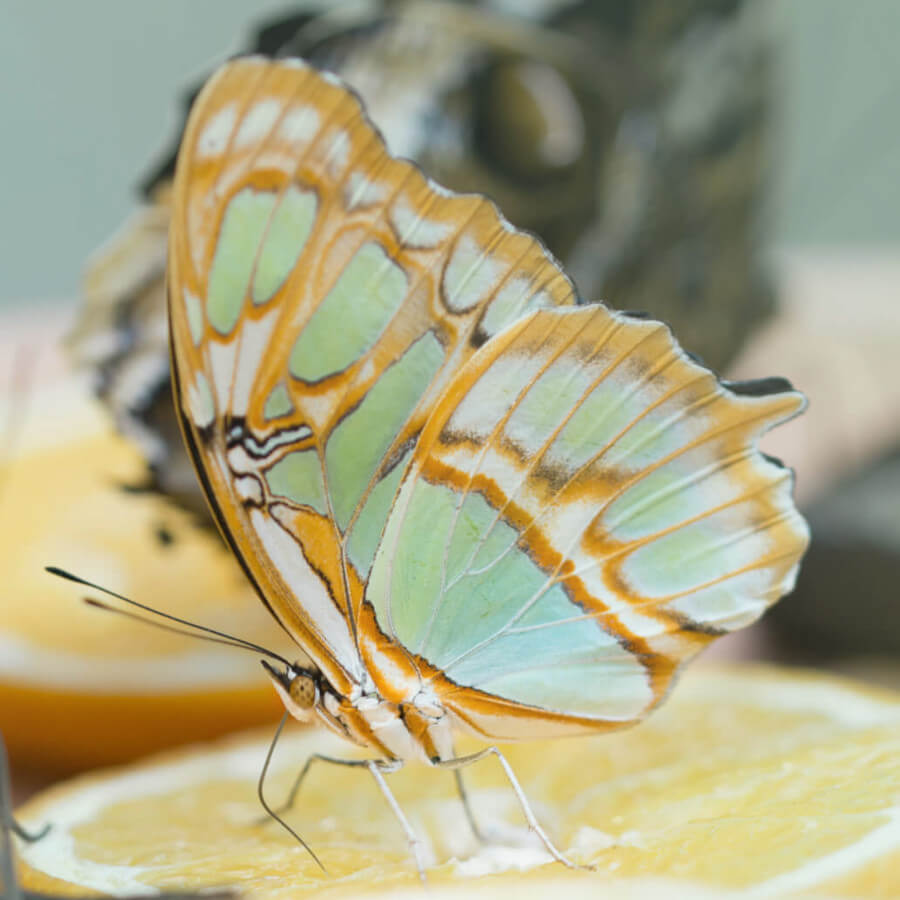 gelb-grüner Schmetterling auf Zitronenschale